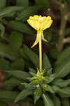Common evening-primrose